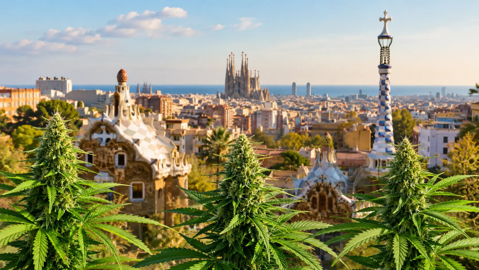 Cannabis plants with the Barcelona skyline in the background